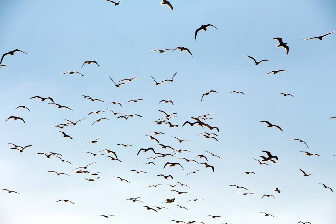 'Katil martı' paniği: Güvercinleri kurabiye gibi yiyorlar! 5